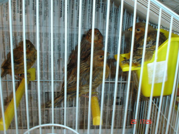 DSC02229 - PASARI CARE NU LE MAI AM - CANARI