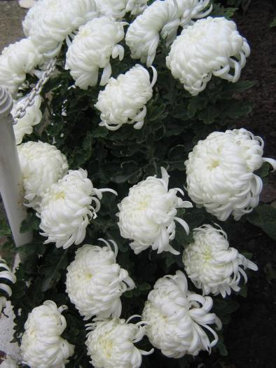 picture 486 - crizanteme  2008