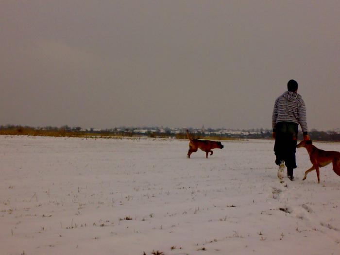 Tessa Ionut Pinchi - e Tosa Inu vs Greyhound