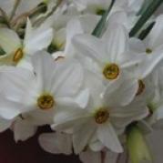Narcise albe
