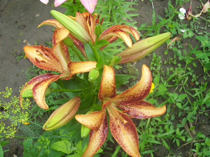DSCI1106 - flori din gradina mea
