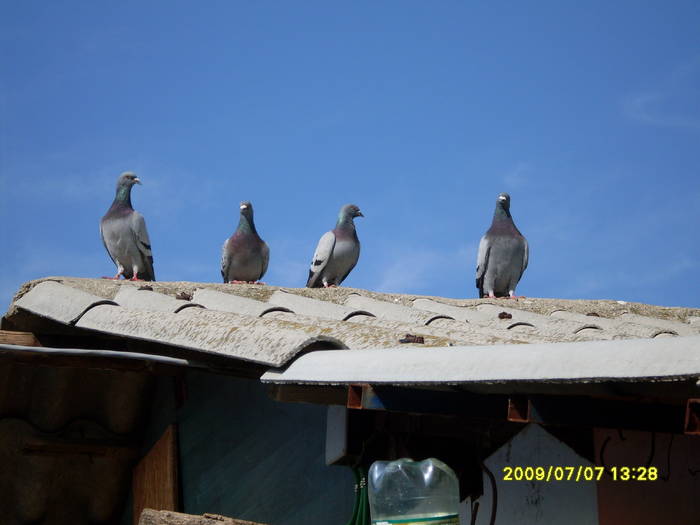Picture 065 - porumbei voiajori