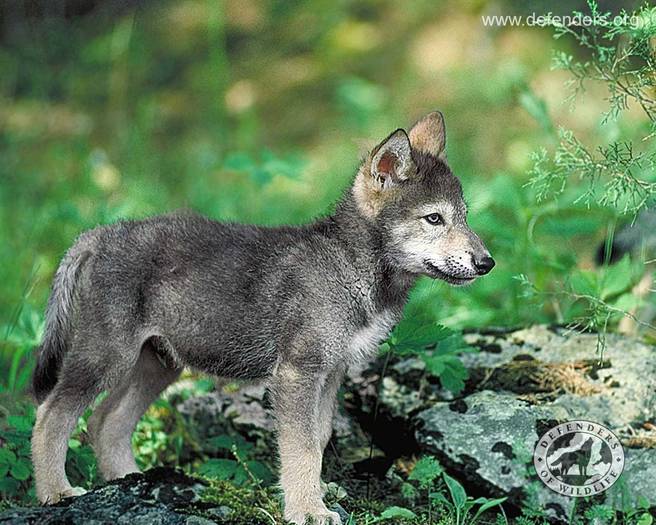wolf_3 - Wolf