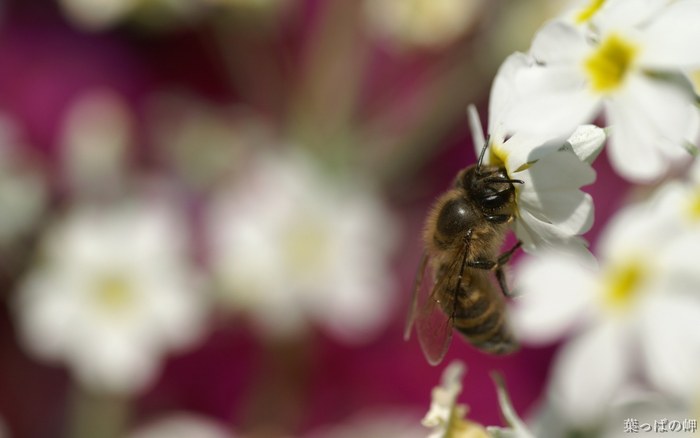 Flower_Market_Flower_show_newflower721