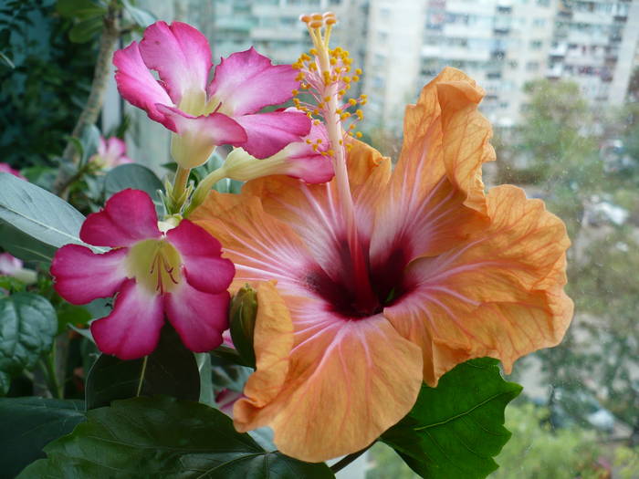 P1140075
