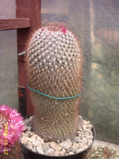 82-Mammillaria obconela - cactusi