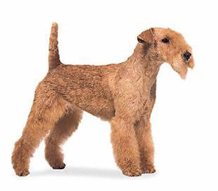 lakeland_terrier