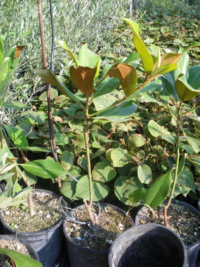 magnolie - flori si plante ornamentale