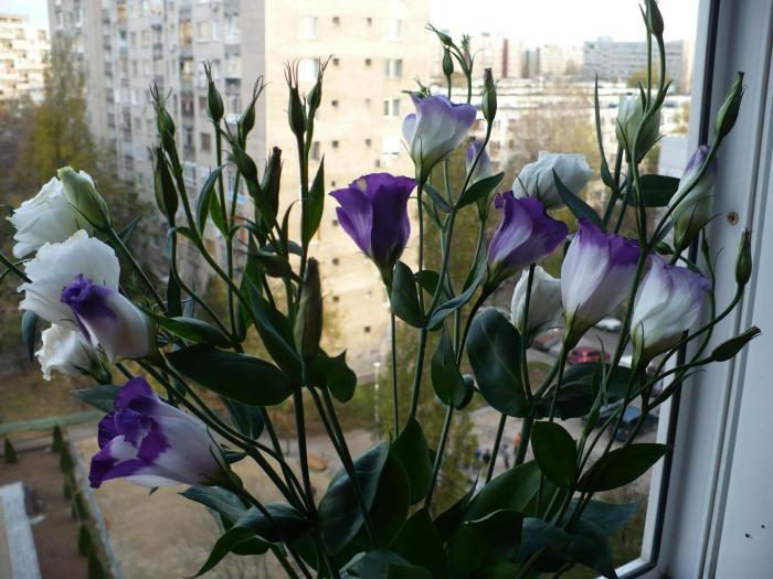 Lisianthus