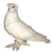 motat de ploiesti - X-TODAS LAS RASAS DE PALOMAS EN EL MUNDO