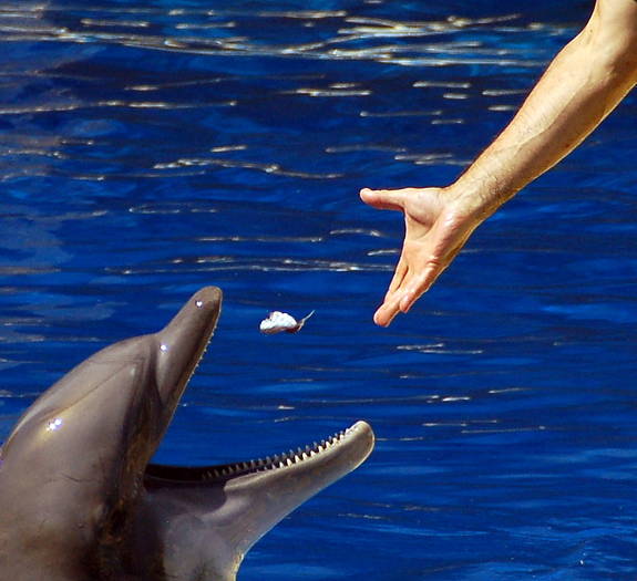 Alimentando_a_delfin - delfini