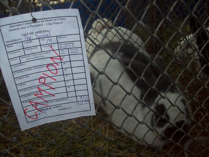 EXPO 2009 .01.09  CLUJ-NAPOCA 091