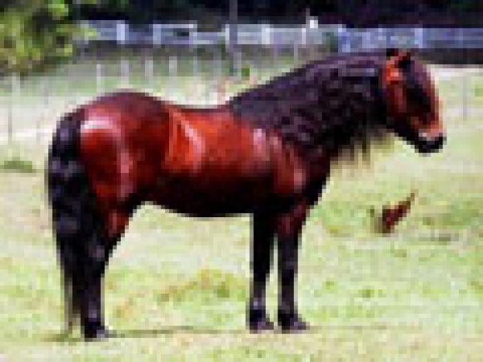 dartmoor - cai si ponei