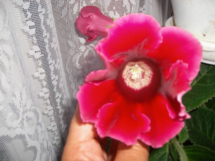 Gloxinie rosie simpla - Flori - 2009