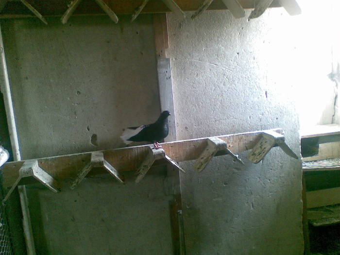 codalb - pasari 2009