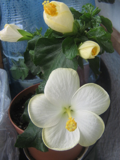 IMG_2412; hibiscus San remo
