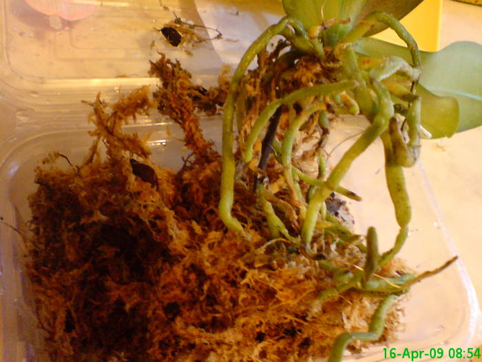 Radacini in sphagnum