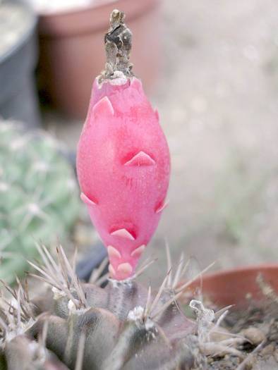 Gymnocalycium mihanovichii - Fructe de cactusi si suculente