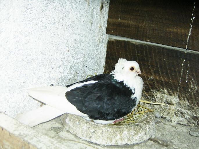 43600056 - 1712 Marian Serbancea