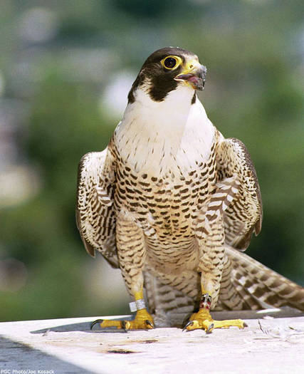 peregrine_falcon[1] - pasari