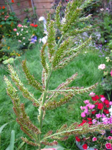 IMG_1098 Echinochloa (orzyoides)