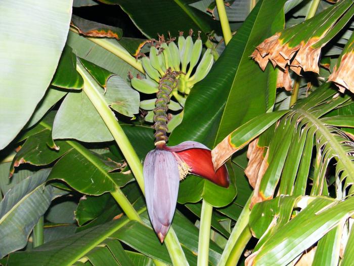 Floare Banan - super poze Tucia