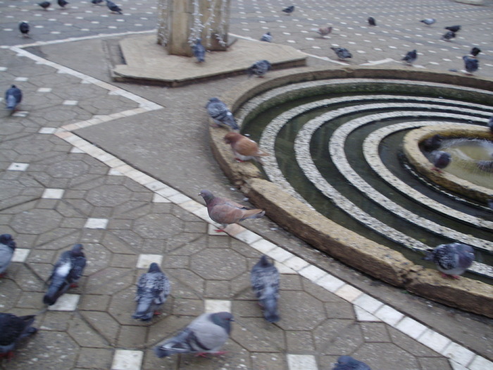 P9040056 - 18g Timisoara