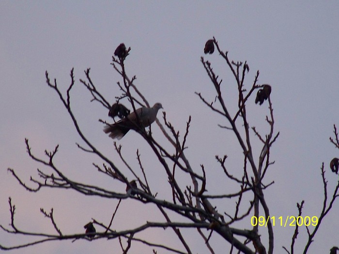 100_4142 - Toamna in curte  Timisoara