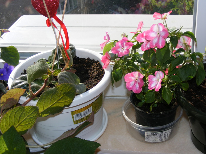 SPORUL CASEI(IMPATIENS) - FLORI 2009