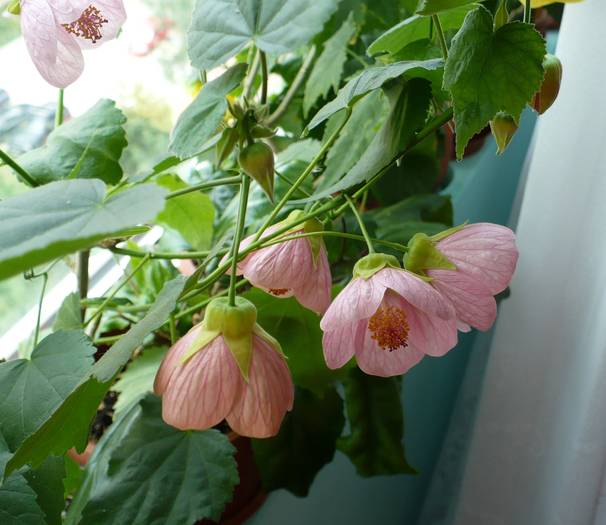 P1120778 - ABUTILONI