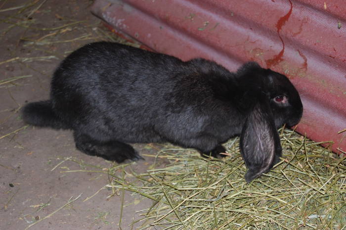 DSC_0077 - POZE  CU IEPURASI