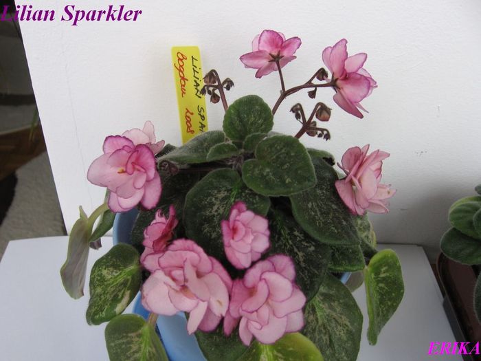 Lilian Sparkler 2009