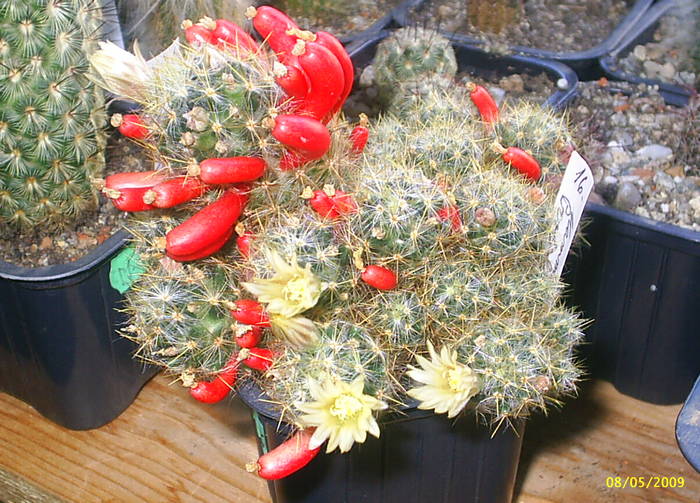 Mammillaria prolifera 1