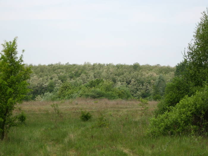 IMG_3458 - salcim I si II 2009