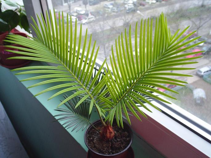 cycas - Alte plante