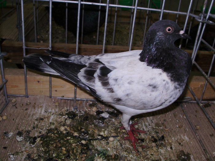 12303 vijensky tbl 0