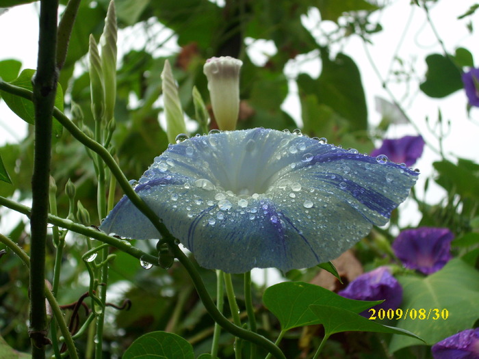 DSCI0586 - ipomoea-zorele