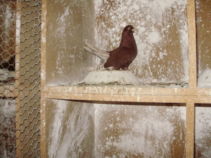 P9061368 - 1709 Marian Anghel