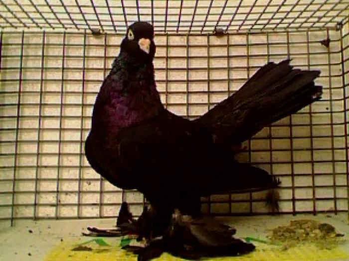 mascul 05- campion 07