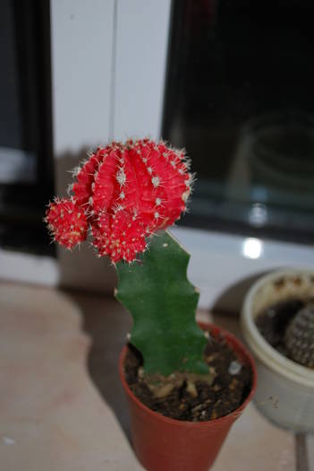 Gymnocalycium mihanovichii - Cactusii mei