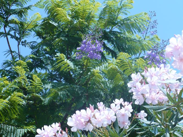 Jacaranda Tree - Flori