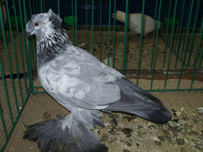 9692 tg 1 - 1507 partea 4