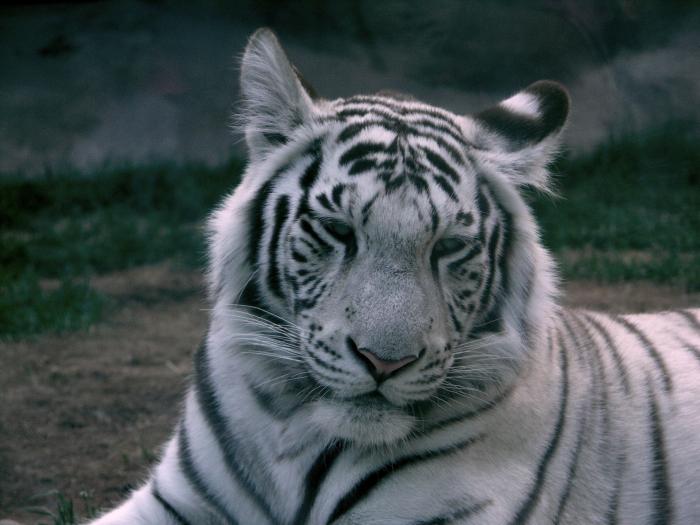 White_tiger - natura