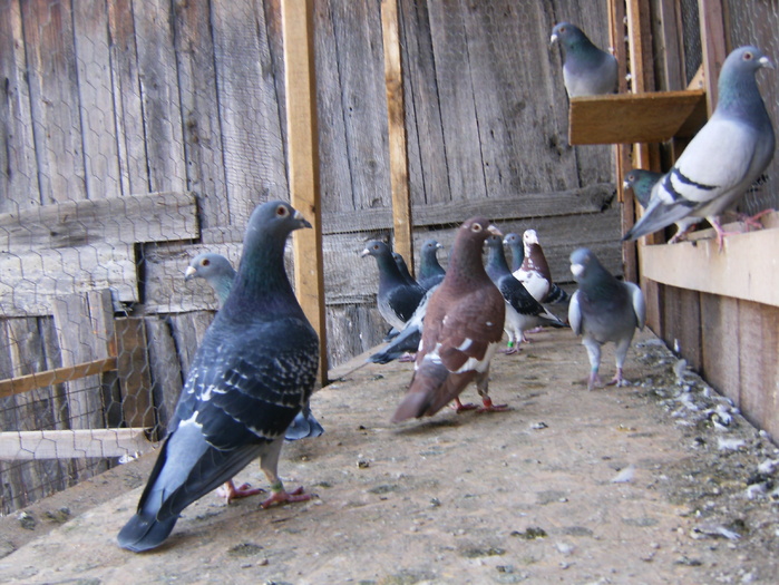 HPIM3042 - porumbei 2009