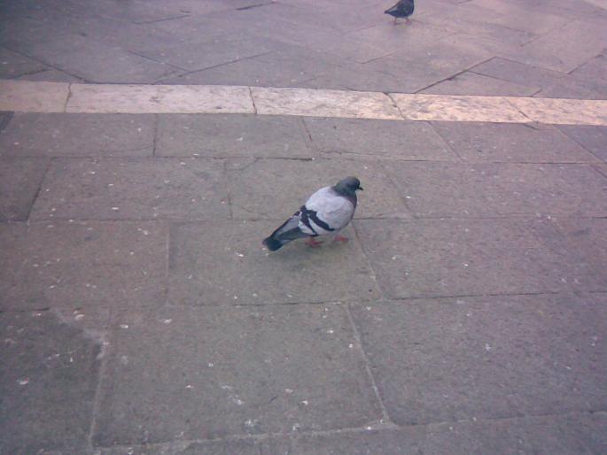 25092008(034) - 18j Venetia Italia