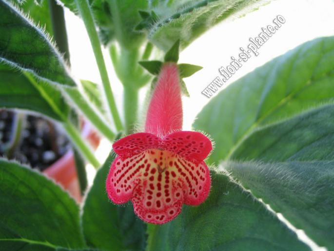 Kohleria Manchu 5