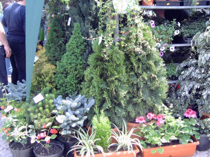 DSC00038 - Expozitie flori Timisoara  luna Mai 2008