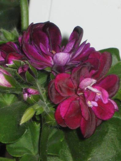 pelargonium - muscate curgatoare