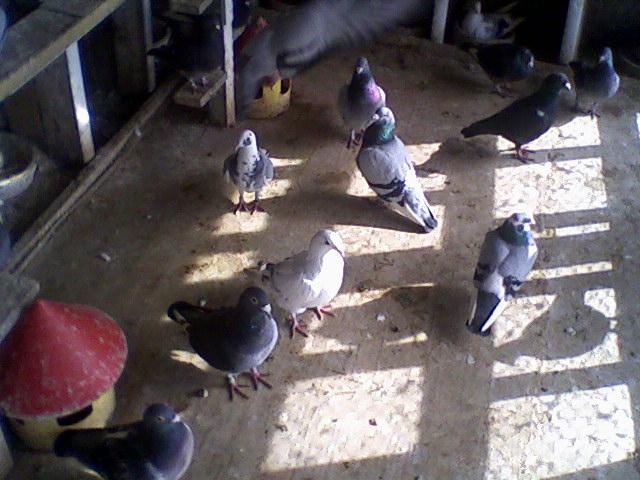 Fotografii-0013Wmdkt - Copy (3) - Porumbeii mei calatori