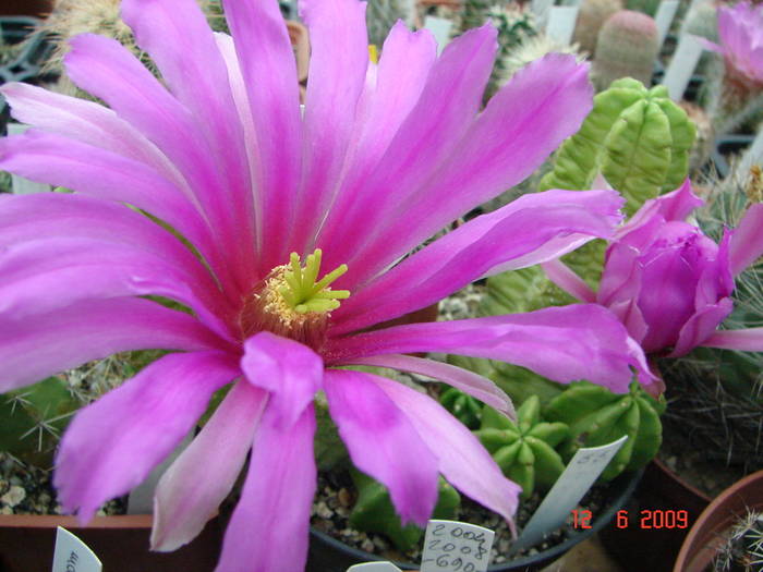 DSC06075 - 2009 Iunie